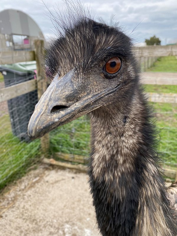 emus at Studley Grange