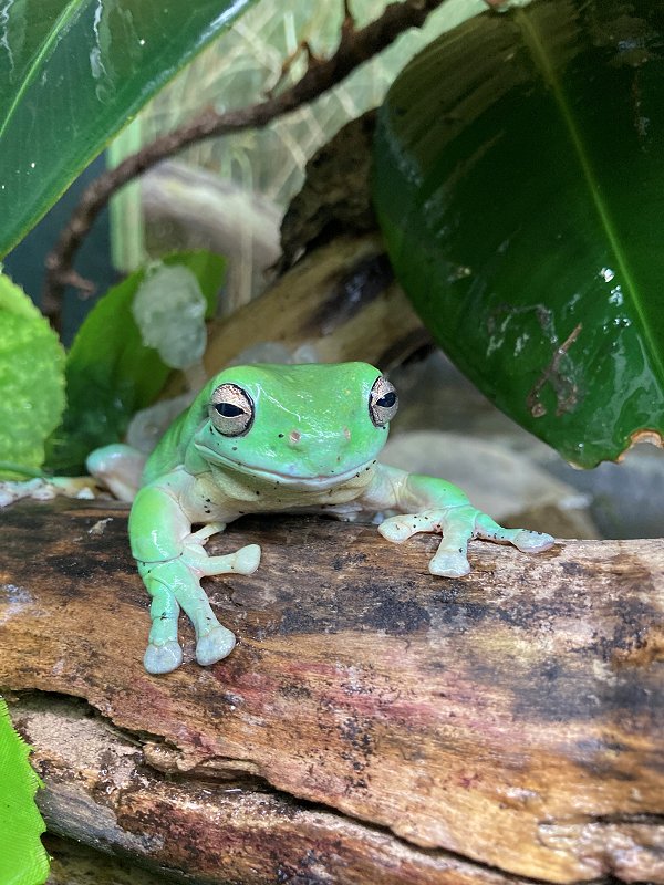 frog at Studley Grange