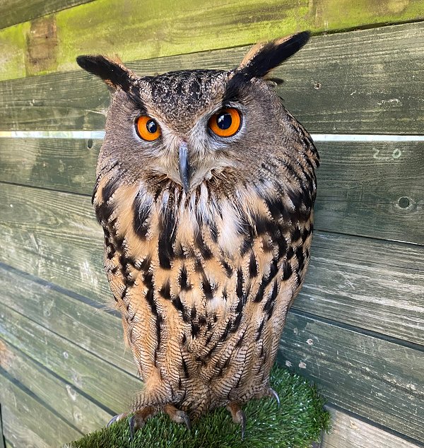 Barn owl at Studley Grange
