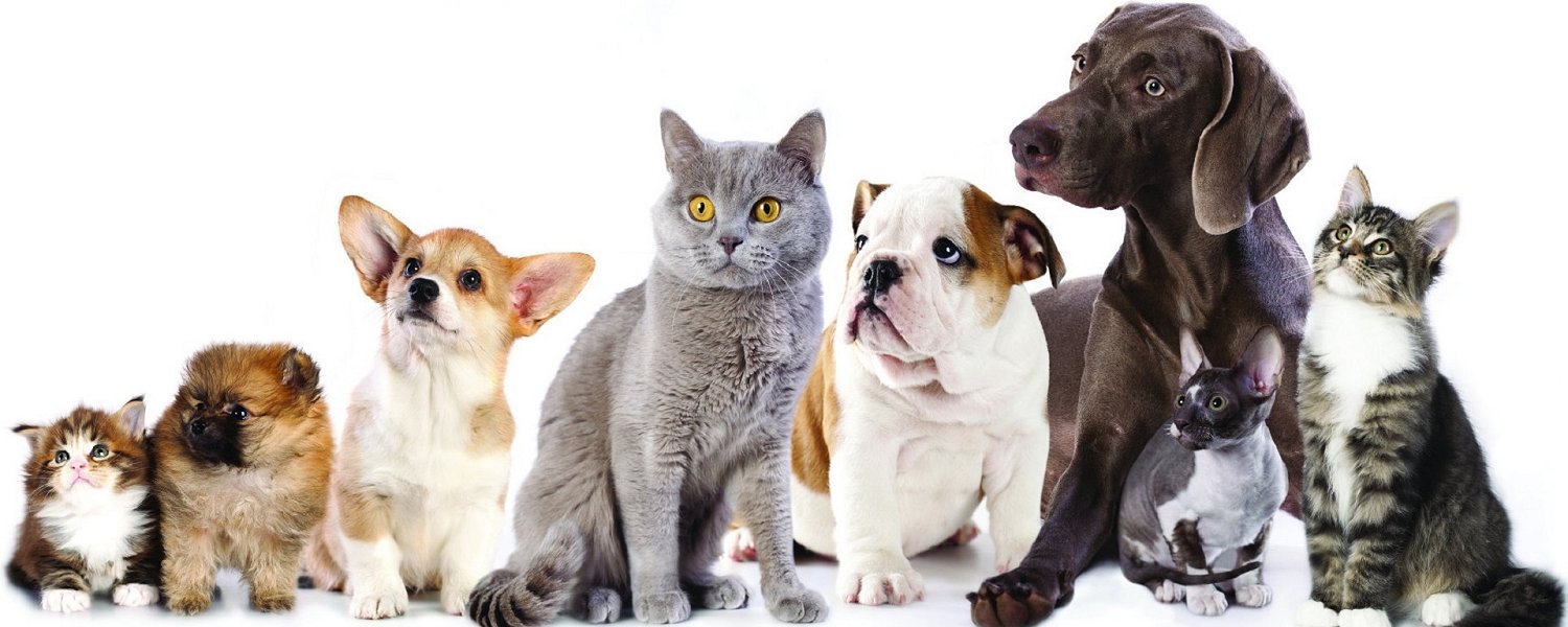 dogs and cats pet shop